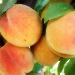Персик Желтоплодный ранний