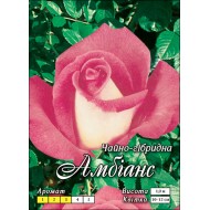 Роза Амбианс