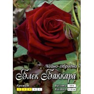 Роза Блек Баккара