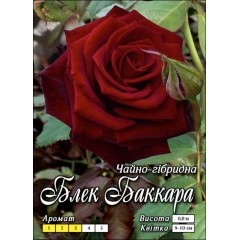 Роза Блек Баккара
