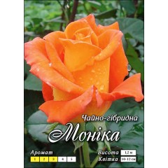Роза Моника