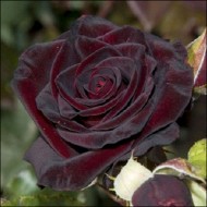 Роза Черная королева