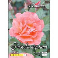 Роза Розовая жемчужина