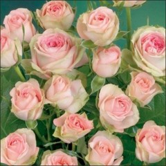 Роза Бело-розовая
